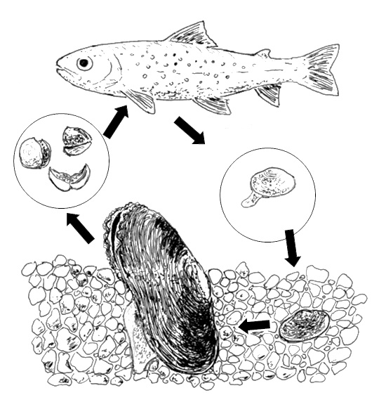 Schéma životního cyklu perlorodky (originál M. Bílý)